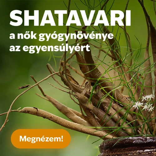 Shatavari – a nők gyógynövénye az egyensúlyért